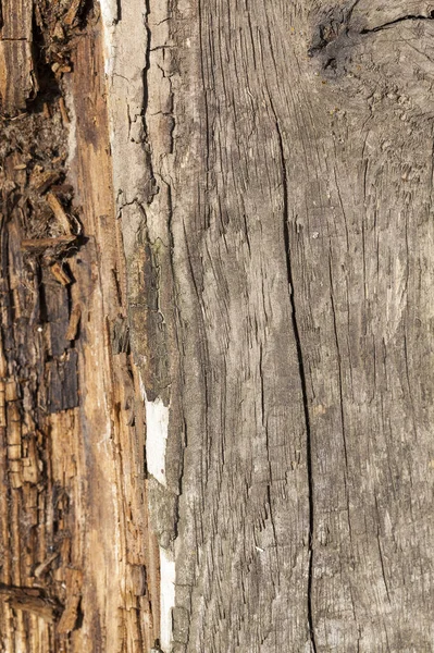 Photographed Wooden Surfaces Exposed Weathering Crumbling Regard Close Small Depth — Stock Photo, Image