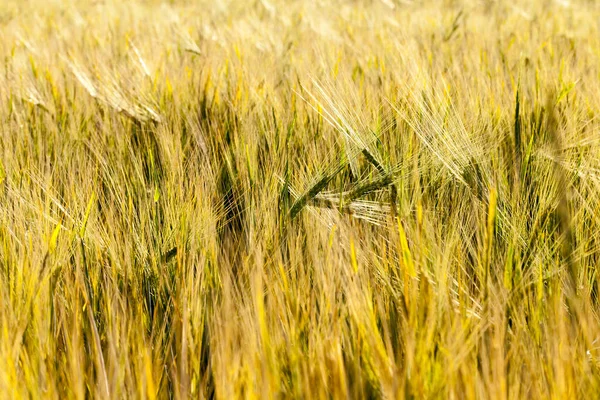 Landbouwgrond Waarop Loop Der Tijd Vergeling Opgetreden Tarwe Granen Klaar — Stockfoto