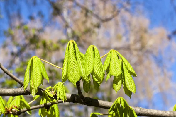 Hojas Verdes Castaño Temporada Primavera Foto Cerca Pequeña Profundidad Campo — Foto de Stock