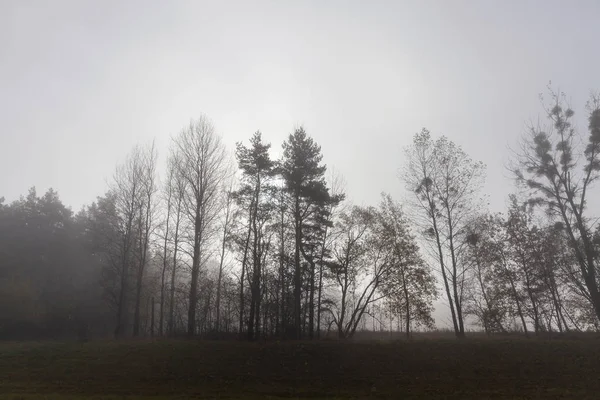 Alberi Fotografati Vicino Nella Stagione Autunnale Strada Vista Nebbia Pesante — Foto Stock