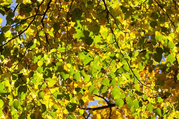 Grüne Und Gelbe Lindenblätter Der Herbstzeit Fokus Auf Den Vordergrund — Stockfoto