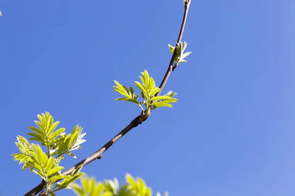 Verkade Färska Nya Gröna Blad Rönn Vårsäsongen Bakgrunden Blå Himmel — Stockfoto