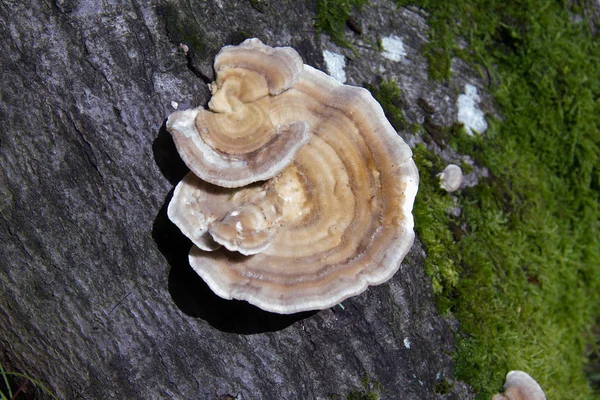 Boom Spons Een Tak Een Woud Stiermarken — Stockfoto