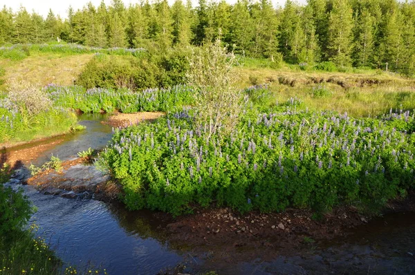 Krajobraz Egilsstadir Iceland Las Strumień Wody Zielony Natura Krajobraz Rośliny — Zdjęcie stockowe