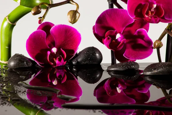 Orchidée Avec Bambou Pierres Noires — Photo