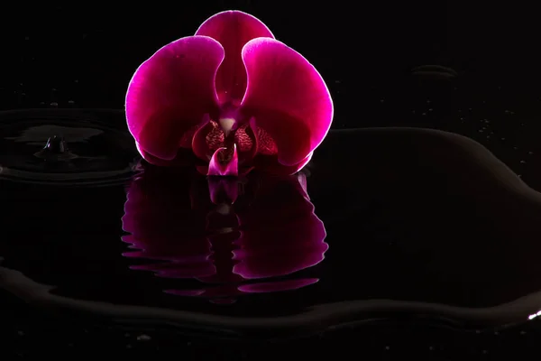 Orchid Reflection Water Black Stones — Stock Photo, Image