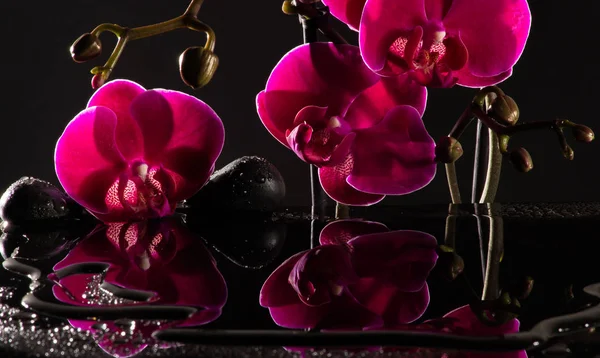 Orchidea Tükröződés Vízben Fekete Kövek — Stock Fotó