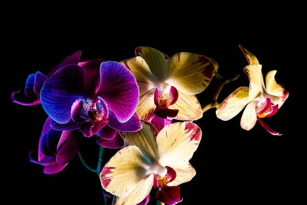 Botânica Floral Flor Orquídea — Fotografia de Stock