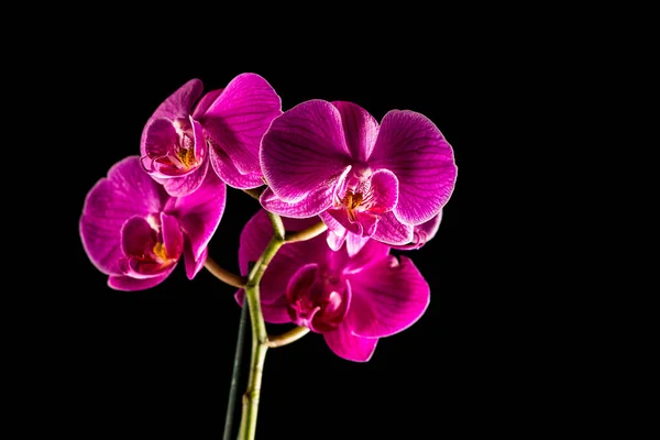 Квіткова Ботаніка Квітка Орхідеї — стокове фото