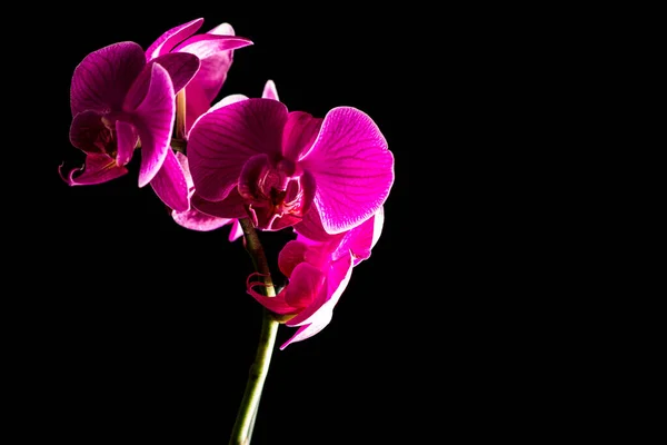 꽃피는 식물학 — 스톡 사진