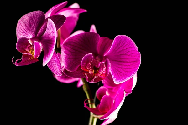 Květinová Botanika Orchidej — Stock fotografie