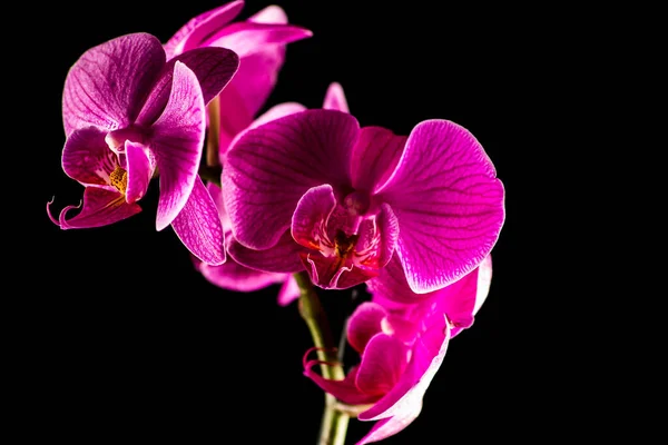 Květinová Botanika Orchidej — Stock fotografie