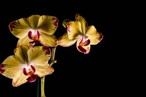 Floral Botany Orchid Flower — Stock Photo, Image