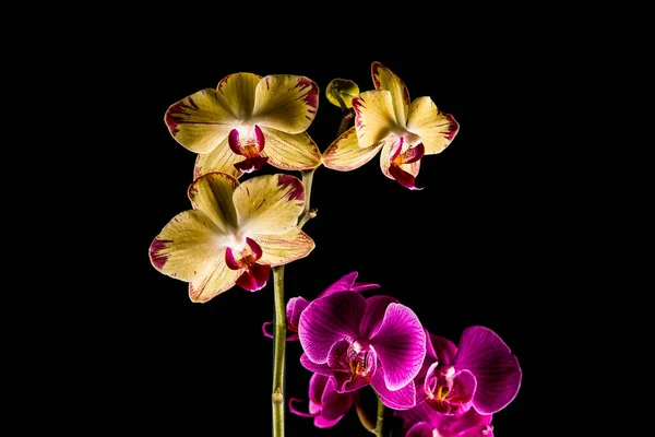 Blommig Botanik Orkidéblomma — Stockfoto