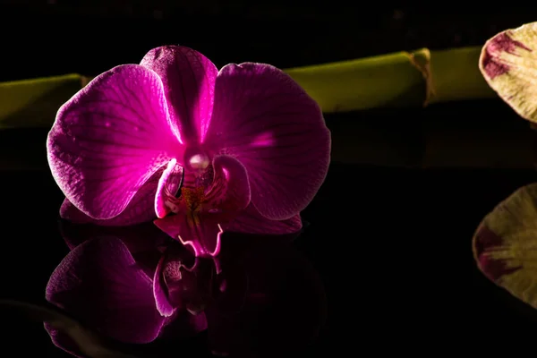 Orchid Bamboo Black Stones — Stock Photo, Image