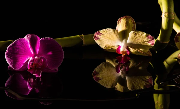 Квіткова Ботаніка Квітка Орхідеї — стокове фото