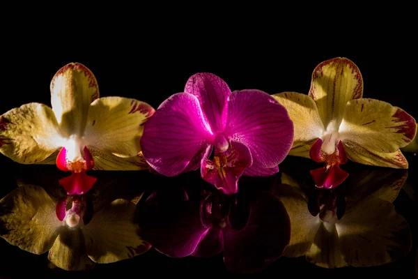 Botanique Florale Fleurs Orchidées — Photo
