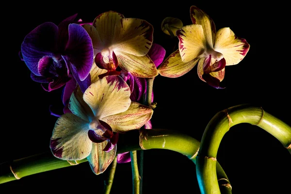 Botanique Florale Fleurs Orchidées — Photo