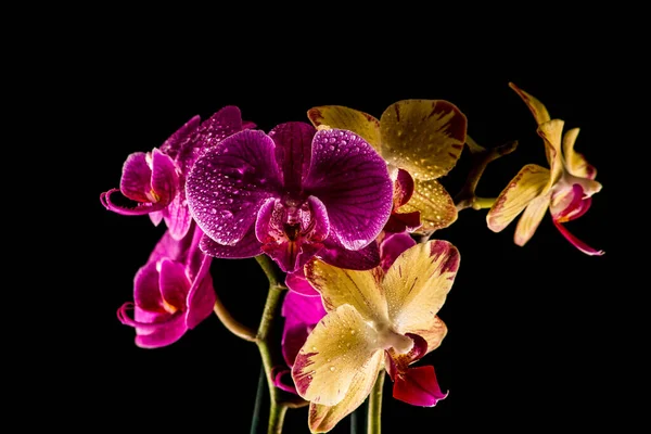 Botânica Floral Flor Orquídea — Fotografia de Stock