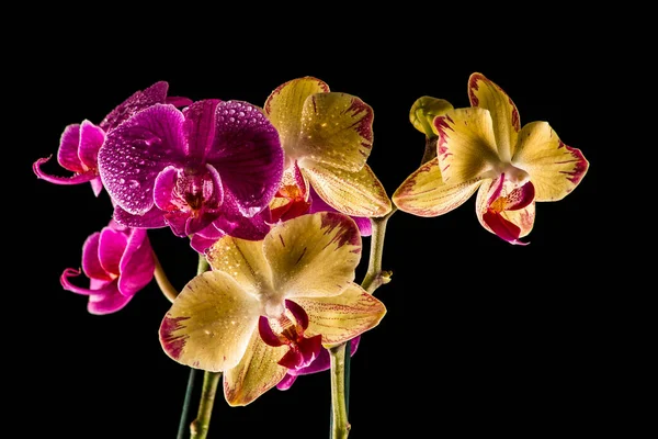 Botânica Floral Flor Orquídea — Fotografia de Stock