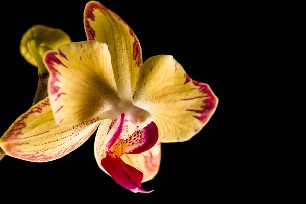 Bloempot Orchidee Bloem — Stockfoto