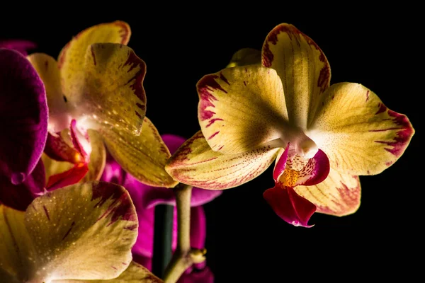 Ανθοβοτανική Ορχιδέα Λουλούδι — Φωτογραφία Αρχείου