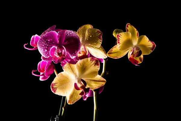 Botânica Floral Flor Orquídea — Fotografia de Stock