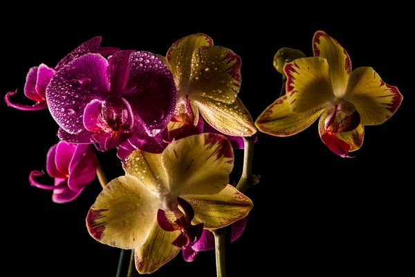 Botanika Kwiatowa Kwiat Storczyka — Zdjęcie stockowe