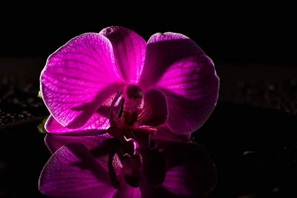 Botanica Floreale Fiore Orchidea — Foto Stock