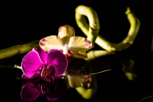 Orchidee Mit Bambus Und Schwarzen Steinen — Stockfoto