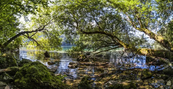 Divoké Lesní Stromy Příroda — Stock fotografie