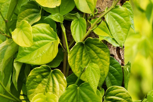 Betel Cultivo Agrícola Folha Betel Que Usado Como Uma Planta — Fotografia de Stock