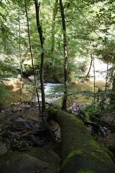 Albero Sradicato Una Foresta Stiria — Foto Stock