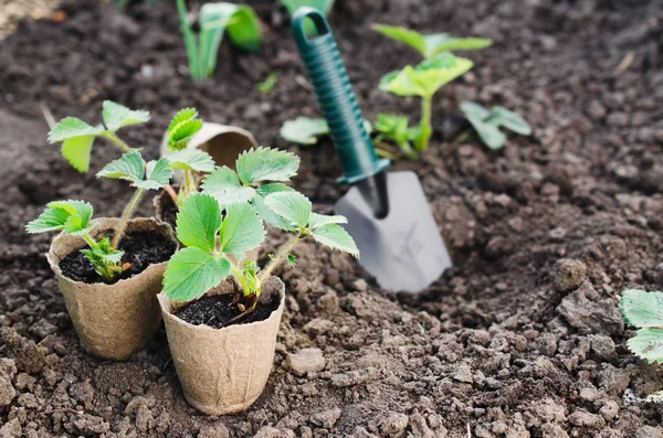 Plantas Fresa Plántulas Con Herramientas Jardinería Suelo Concepto Jardinería Agricultura —  Fotos de Stock