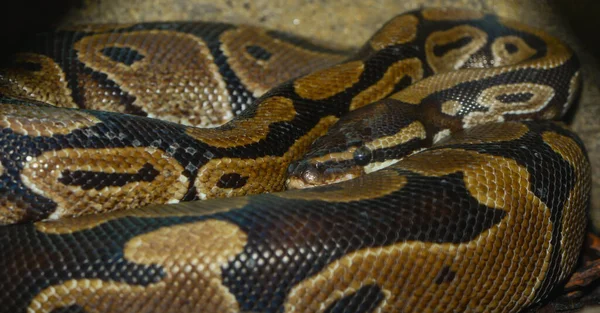 Serpente Mundo Animal Pele Cobra — Fotografia de Stock