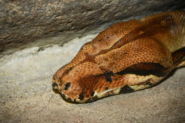 Niebezpieczne Węże Drapieżniki Węże — Zdjęcie stockowe