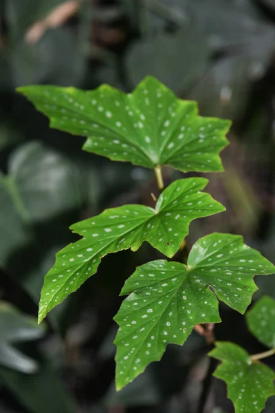 Feuilles Vertes Dans Jardin — Photo