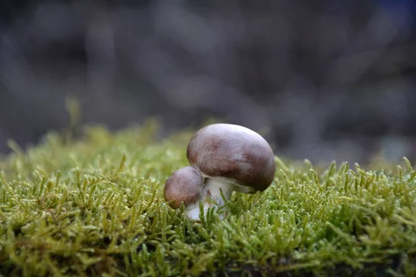 在自然界的绿色苔藓上的一种褐色蘑菇 玛瑙科 — 图库照片