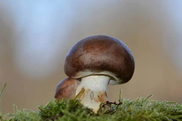 Hongo Marrón Agaricáceas Sobre Musgo Verde Naturaleza Con Fondo Marrón — Foto de Stock