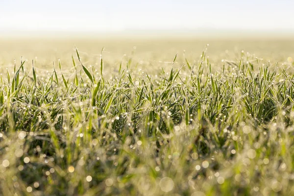 Gefotografeerd Close Jonge Gras Planten Groene Tarwe Groeien Landbouwveld Landbouw — Stockfoto