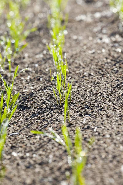 Weizen Getreide Grüne Triebe Der Herbstsaison Wassertropfen Auf Die Stängel — Stockfoto