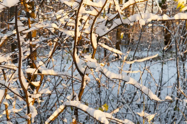 Fák Téli Természet Növekvő Ágak Után Utolsó Havazás Borítja Őszi — Stock Fotó