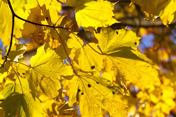 Árboles Arce Que Crecen Parque Con Hojas Colores Temporada Otoño — Foto de Stock