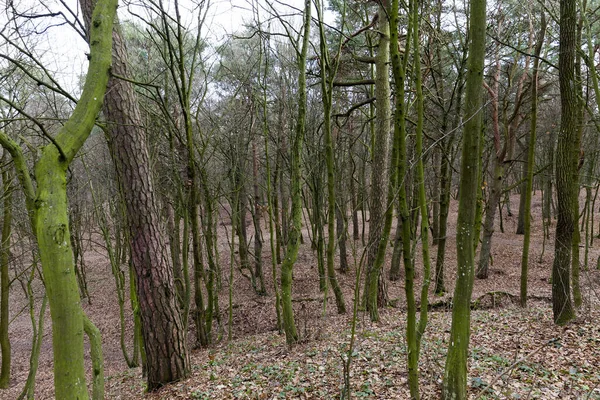 Erdőben Növő Fák Csupasz Törzsét Földön Sötétített Rothadó Lombozat Narancs — Stock Fotó