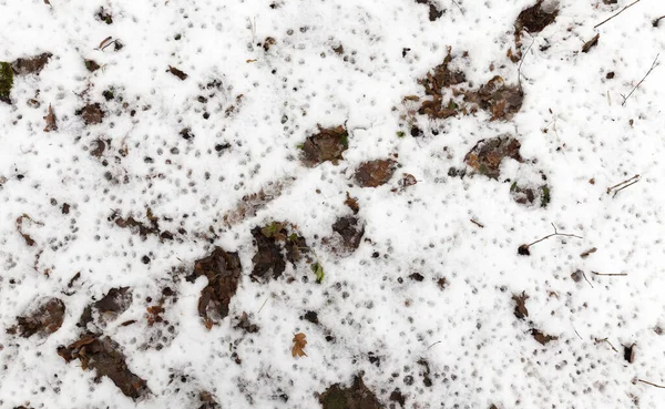 Neve Branca Depois Que Neve Tinha Caído Cobriu Terra Campo — Fotografia de Stock