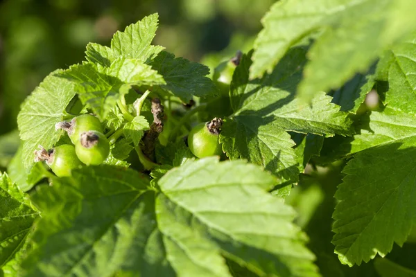 Feuilles Vertes Groseilles Poussant Sur Territoire Champ Agricole Gros Plan — Photo