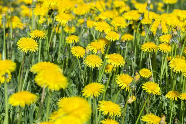 Primo Piano Fotografato Denti Leone Gialli Primavera Profondità Campo Poco — Foto Stock