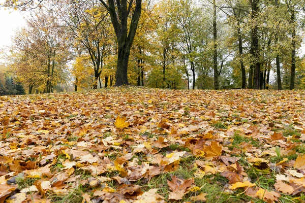 Pożółkłe Liście Drzew Tym Klon Leżący Ziemi Sezonie Jesiennym Terytorium — Zdjęcie stockowe