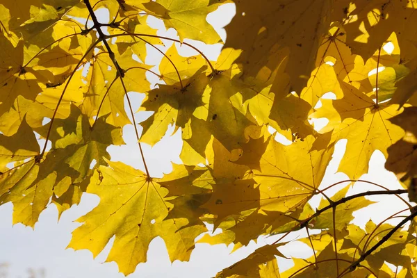 紅葉の時期には紅葉が見られます 背景に青い空 写真がクローズアップされました 公園の太陽の光で照らされています 植物の裸の枝の可視部分 — ストック写真