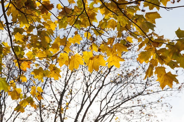 紅葉の時期には紅葉が見られます 背景に青い空 写真がクローズアップされました 公園の太陽の光で照らされています 植物の裸の枝の可視部分 — ストック写真